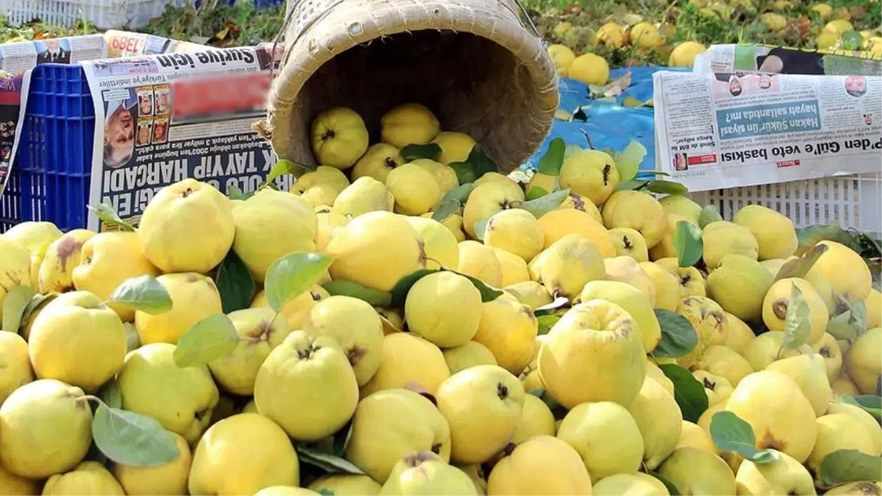 Ayva Reçeli nasıl yapılır? Ayva Reçeli tarifi, Ayva Reçeli nasıl yapılır ev yapımı? Ayva Reçeli nasıl yapılır püf noktaları nelerdir?