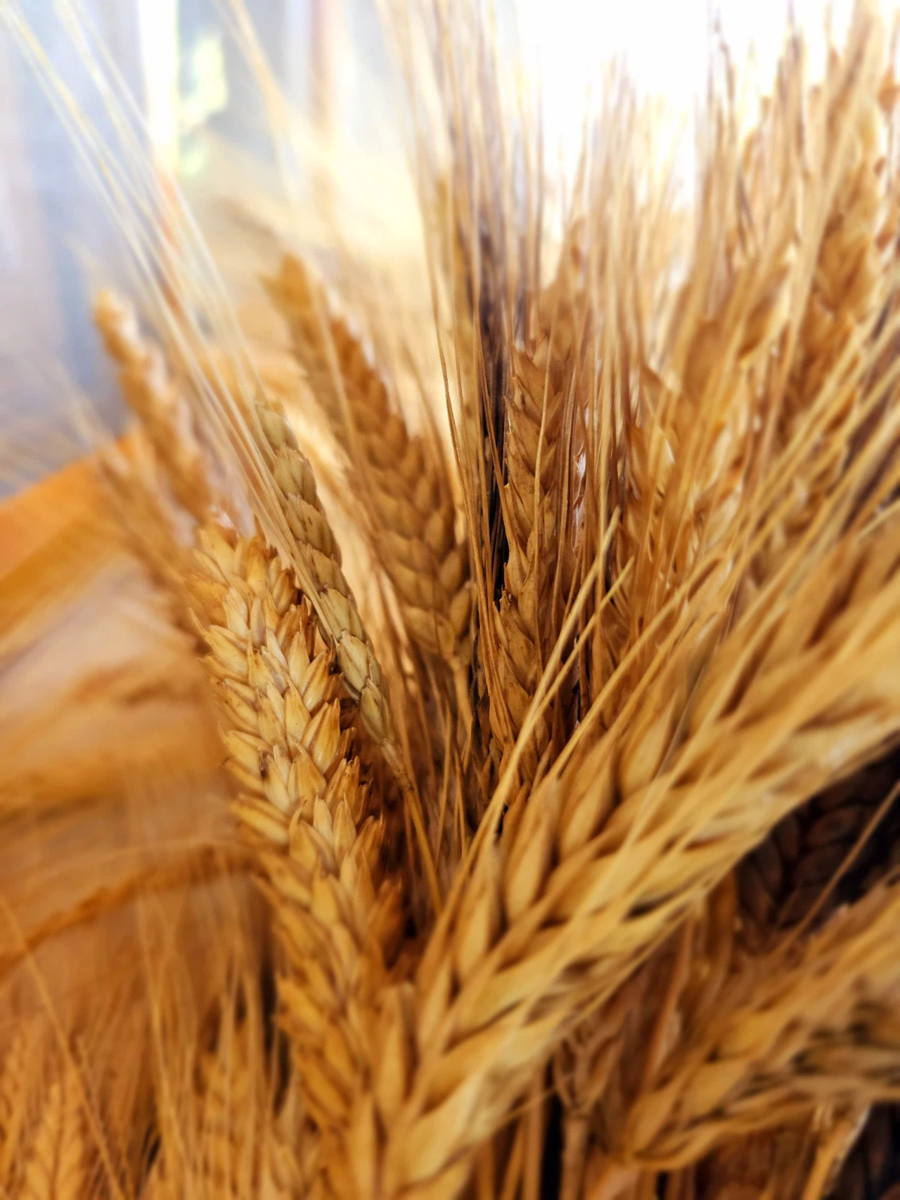 İBB Halk Ekmek'den Yerel Tohumlar Farkındalık Semineri 80 Yılda Buğday Çeşitliliğinin Yüzde 76'sı Kayboldu