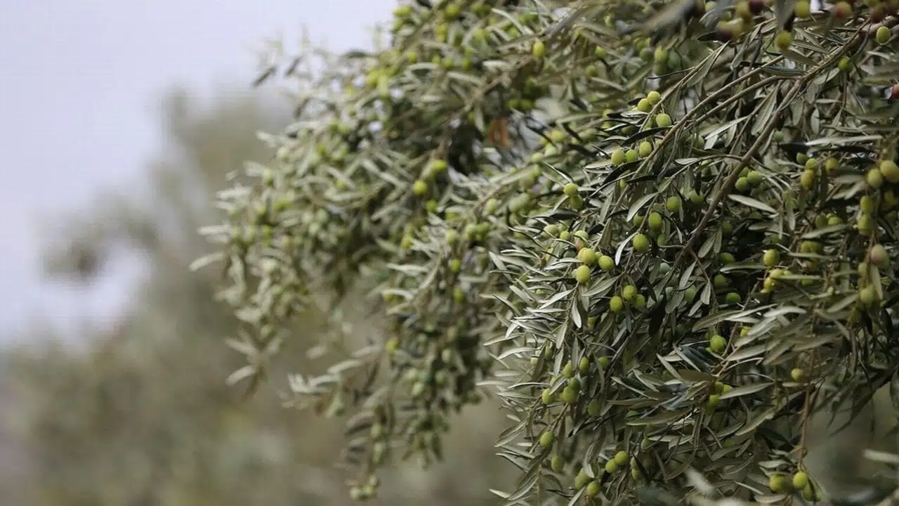 Aliağa’da zeytin hasat şenliği