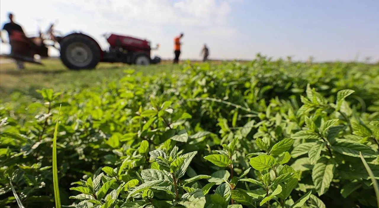 Gaziantep’te Nane Tarımında Yeni Dönem