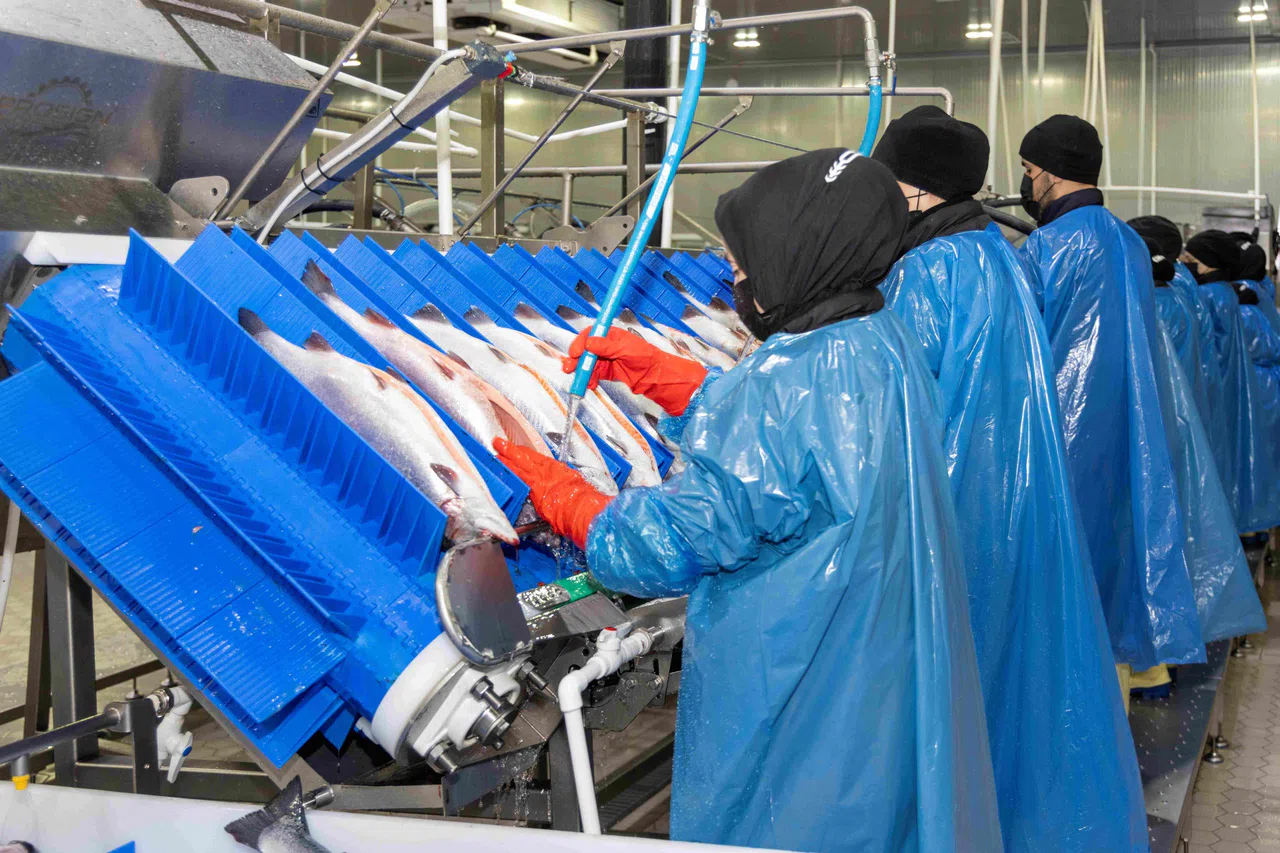 Metro Türkiye’den 350 Ton Türk Somonu Hasadı