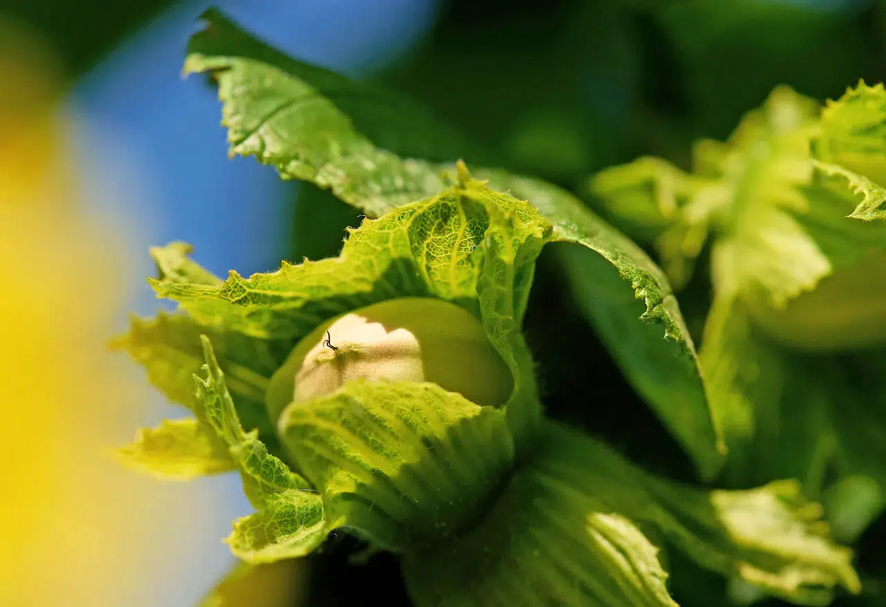 Ferrero, Tedarik Zincirini Güçlendirmek İçin Sırbistan ve İtalya’da Stratejik Yatırımlar Gerçekleştiriyor