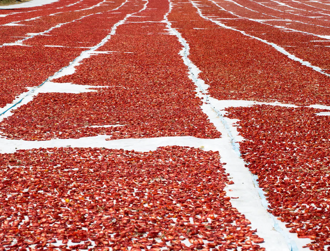 Ege Bölgesi, Kuru Domates İhracatında Liderliğini Koruyor: İhracatın Yüzde 94'ü Buradan Gerçekleşti!