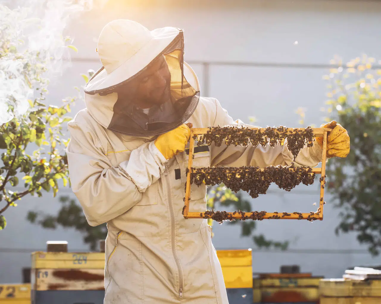 Kraliçe Arının Uzun Ömrünün Sırrı: Arı Sütü İnsanlar İçin de Sağlık Kaynağı!