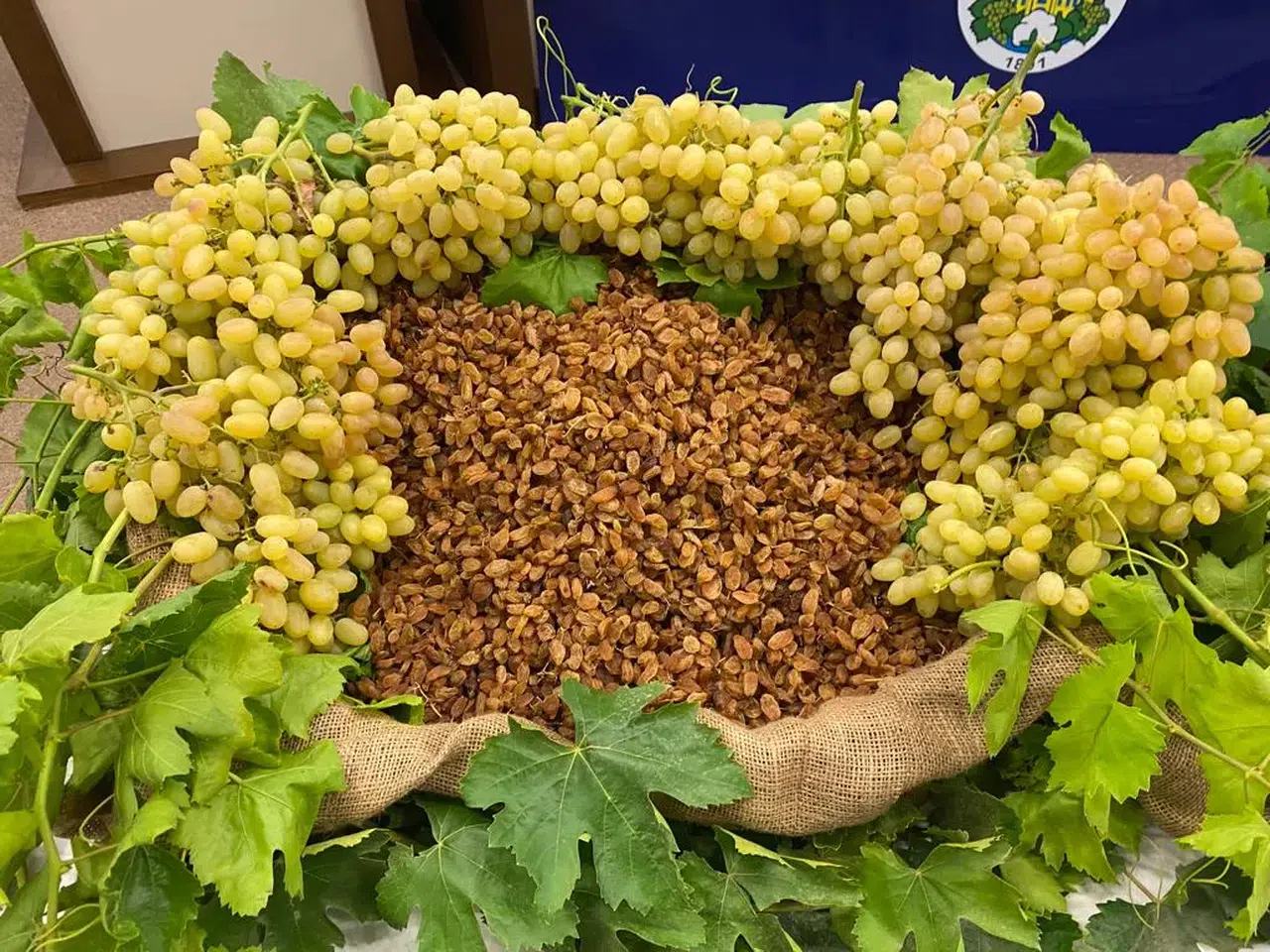 Türkiye, Küresel Kuru Üzüm İhracatında %30 Payla Liderliğe Oynuyor!