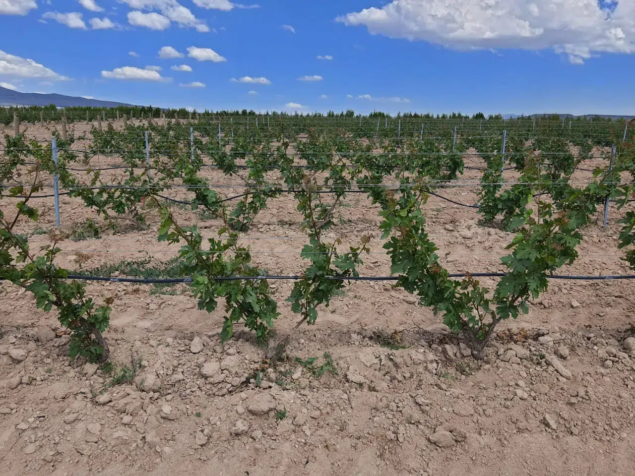 Kapadokya'nın İlk Ecocert Sertifikasına Sahip Bağları: Argos Bağları Dikkat Çekiyor!