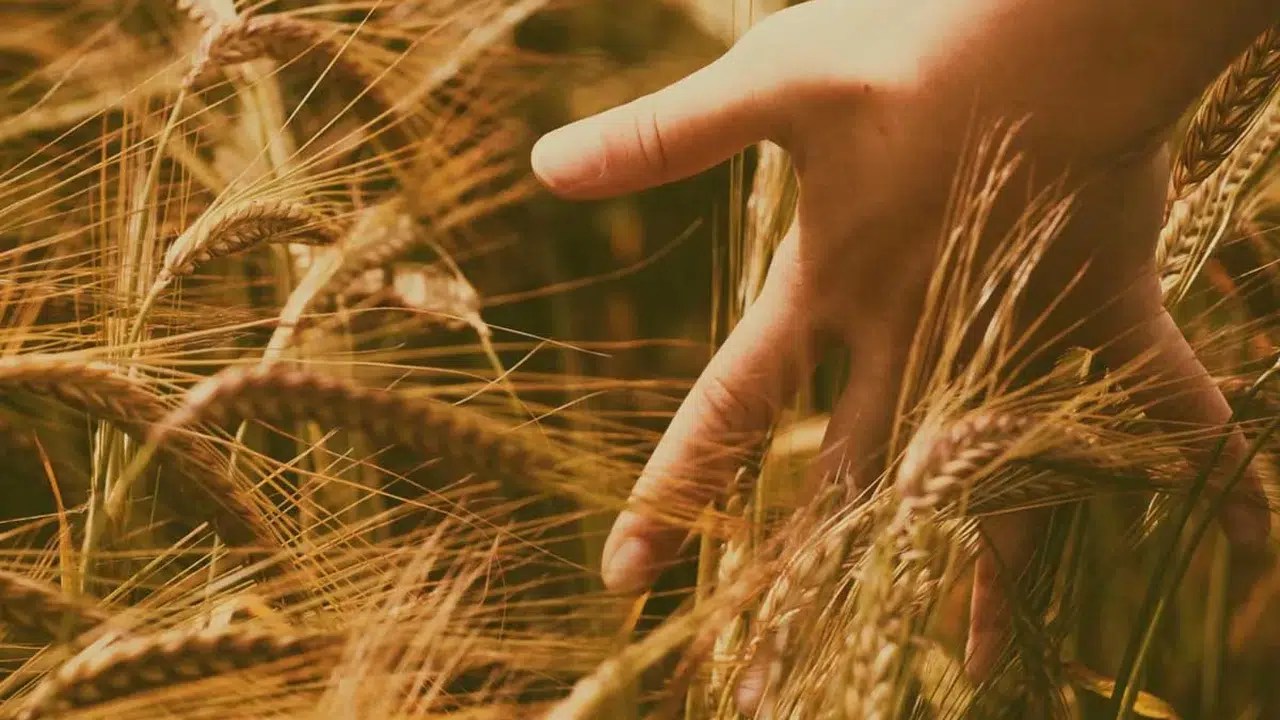 Ata Tohumu Ahmet Buğdayı Projesi Başarıyla Sonuçlandı