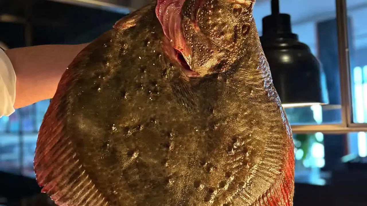 Şubat Ayına Özel Lezzet: Okra'nın Gözdesi Kalkan Balığı!