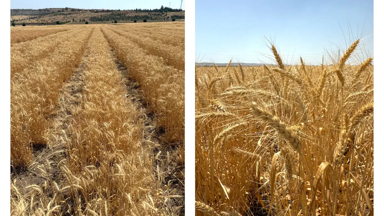 ETİ'den Kuraklığa Dirençli Yerli Buğday Geliştirme: Yeni Çeşit  Kanatlı Buğday  Tanıtıldı!