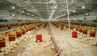 Şenpiliç'in Sözleşmeli Çiftlikleri 2022'de 4.200 Yeni İstihdam Oluşturdu!