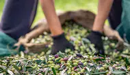 Zeytin ve Zeytinyağı Sektörü: İhracatta Belirsiz Bir Döneme Adım Atılıyor!
