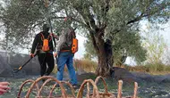Zeytin Üreticilerinin Sesine Kulak Verin:Yüksek Maliyetler Tarımda Zorluklara Yol Açıyor