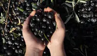 Manisa, Zeytin Üretiminde Kişi Başına 5 Tonu Geçerek Tarihi Rekora İmza Atmaya Hazırlanıyor!