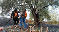 Zeytin Üreticilerinin Sesine Kulak Verin:Yüksek Maliyetler Tarımda Zorluklara Yol Açıyor