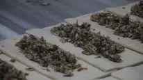 Eşsiz Tat Deneyimi: Hamsili Simit ile Balık Keyfi Farklı Bir Boyuta Taşınıyor!