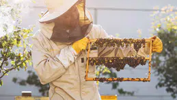 Kraliçe Arının Uzun Ömrünün Sırrı: Arı Sütü İnsanlar İçin de Sağlık Kaynağı!