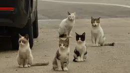 Az Pişmiş Et ve Yetersiz Yıkanmış Sebze Göz Sağlığınıza Zarar Verebilir!