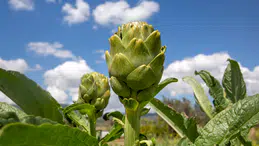 TatilBudur'da Festivaller Dolu Dolu Başlıyor!