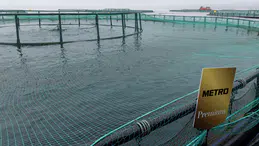 Sofralarınızı Şenlendiren Metro Premium Türk Somonu Tekrar Satışta!