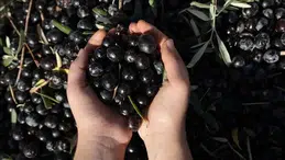 Manisa, Zeytin Üretiminde Kişi Başına 5 Tonu Geçerek Tarihi Rekora İmza Atmaya Hazırlanıyor!