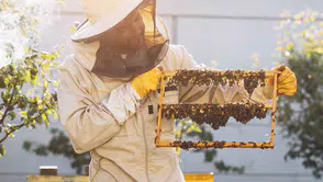 Kraliçe Arının Uzun Ömrünün Sırrı: Arı Sütü İnsanlar İçin de Sağlık Kaynağı!