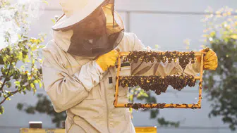 Kraliçe Arının Uzun Ömrünün Sırrı: Arı Sütü İnsanlar İçin de Sağlık Kaynağı!