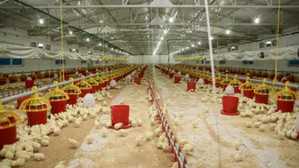 Şenpiliç'in Sözleşmeli Çiftlikleri 2022'de 4.200 Yeni İstihdam Oluşturdu!