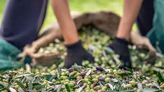 Zeytin ve Zeytinyağı Sektörü: İhracatta Belirsiz Bir Döneme Adım Atılıyor!