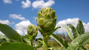 TatilBudur'da Festivaller Dolu Dolu Başlıyor!