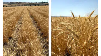 ETİ'den Kuraklığa Dirençli Yerli Buğday Geliştirme: Yeni Çeşit "Kanatlı Buğday" Tanıtıldı!