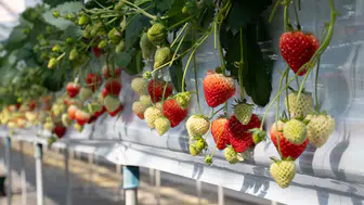 Elara Tarım, 300 bin metrekarelik akıllı serasında 'Bitki İhtiyaç Haritası' uygulamasını hayata geçiriyor!