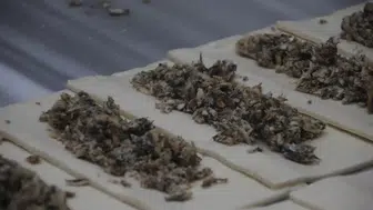 Eşsiz Tat Deneyimi: Hamsili Simit ile Balık Keyfi Farklı Bir Boyuta Taşınıyor!