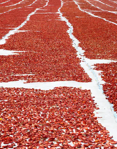 Ege Bölgesi, Kuru Domates İhracatında Liderliğini Koruyor: İhracatın Yüzde 94'ü Buradan Gerçekleşti!