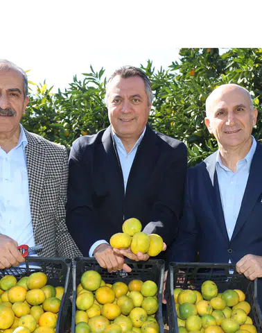 Satsuma Mandalinasında İhracat Sezonu Başladı!