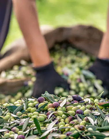 Zeytin ve Zeytinyağı Sektörü: İhracatta Belirsiz Bir Döneme Adım Atılıyor!