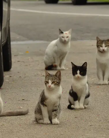 Az Pişmiş Et ve Yetersiz Yıkanmış Sebze Göz Sağlığınıza Zarar Verebilir!