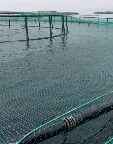 Sofralarınızı Şenlendiren Metro Premium Türk Somonu Tekrar Satışta!