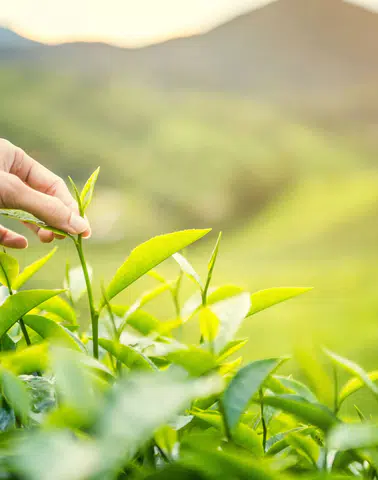 Karadeniz'de Çay Hasadı Resmi Olarak Başladı, Doğuş Çay Sürdürülebilirlik İlkelerini Ön Plana Çıkarıyor