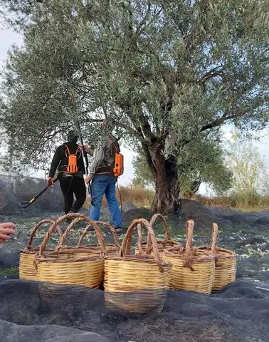 Zeytin Üreticilerinin Sesine Kulak Verin:Yüksek Maliyetler Tarımda Zorluklara Yol Açıyor