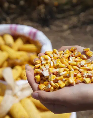 Bayer, Hatay'da Agro Arena Etkinliğinde 1000'den Fazla Mısır Üreticisini Bir Araya Getirdi!
