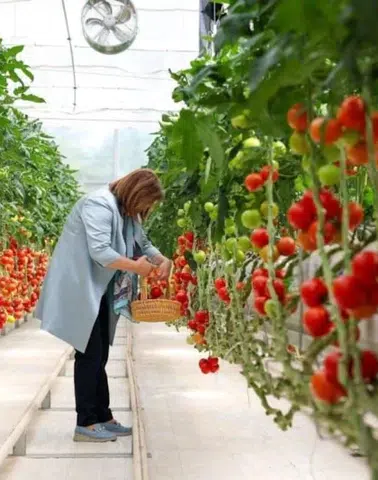 Gaziantep Büyükşehir Belediyesi'nden Sürdürülebilir Tarım Uygulamalarıyla Çevre Dostu Üretim Modeli Geliştirildi