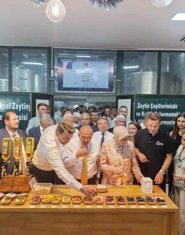 Ayvalık'ta Zeytin Hasadı Başladı: Yıl Sonunda 400 Bin Ton Zeytinyağı Beklentisi!