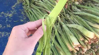 Işkın yemeği yarifi