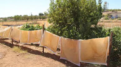 Binlerce yıllık bağ bozumu geleneği başladı