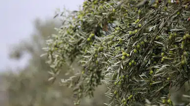 Aliağa’da zeytin hasat şenliği