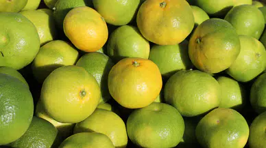 Mandalina, Yaş Meyve Sebze İhracatında Zirveye Oynuyor!