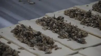 Eşsiz Tat Deneyimi: Hamsili Simit ile Balık Keyfi Farklı Bir Boyuta Taşınıyor!