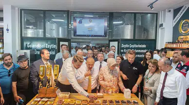 Ayvalık'ta Zeytin Hasadı Başladı: Yıl Sonunda 400 Bin Ton Zeytinyağı Beklentisi!