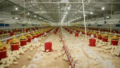 Şenpiliç'in Sözleşmeli Çiftlikleri 2022'de 4.200 Yeni İstihdam Oluşturdu!