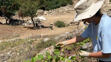 Aspendos'ta Antik Dönem Bağcılığına Ait İzler Keşfedildi!